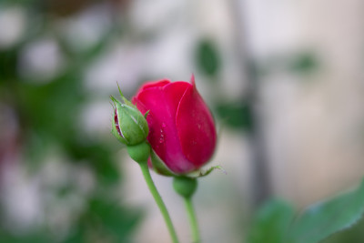 鲜花- 2021年5月-第一批
