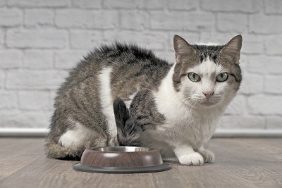 可爱的虎斑猫站在一个空的食物碗旁边，直视镜头等待食物。