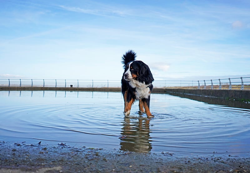 伯恩斯山地犬站在水坑里，远离镜头。2月份,英国肯特郡