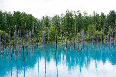 初夏碧池碧水