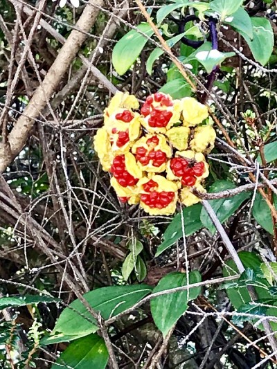 Poas Vulcano的彩色花朵