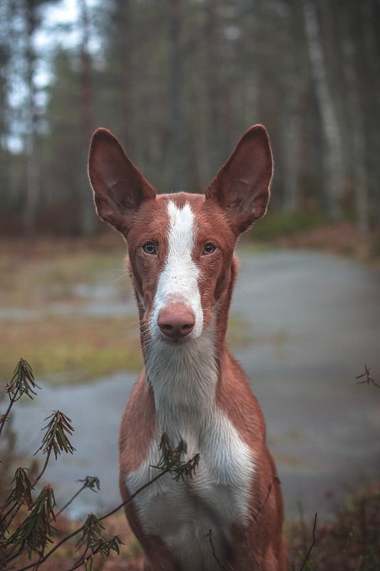 依比沙猎犬