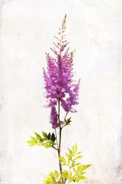 水彩淡紫色“Astilbe”
