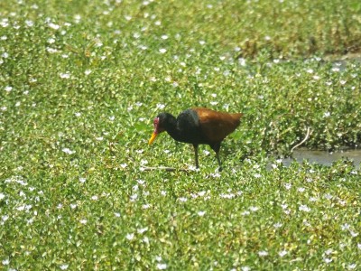 有角的水虻(jacana jacana)是一种涉禽，是南美大部分地区的一种常住繁殖者。