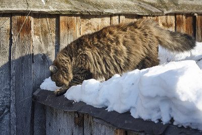 纯种西伯利亚猫去屋顶雪边