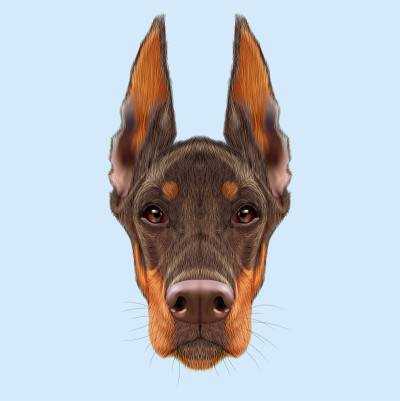 杜宾犬的狗