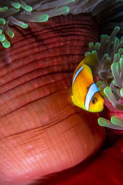 Fish&Clownfish
