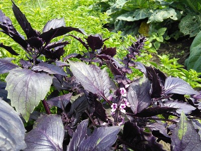 紫色和绿色的田野罗勒茎，叶，花，种子。