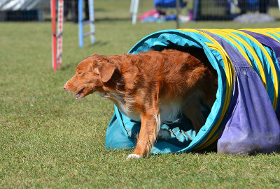 新斯科舍省鸭鸣猎犬在狗敏捷性试验