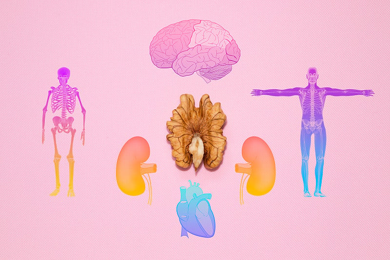 人体结构人体的结构胡桃状的肺被其他器官包围着——大脑、心脏和肾脏。