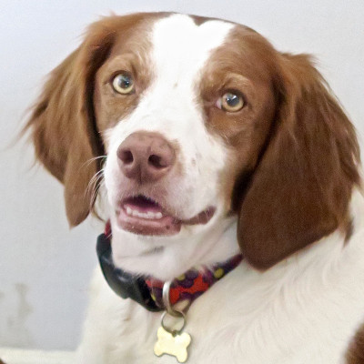 布列塔尼猎犬