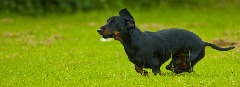 迷你腊肠犬