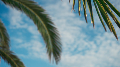 棕榈树和天空。背景。照片