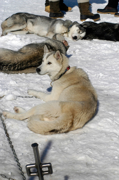 雪橇犬或哈士奇在冬天