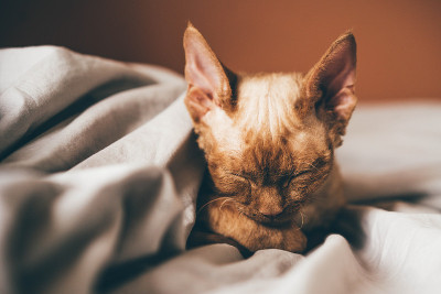 德文郡的雷克斯的小猫。