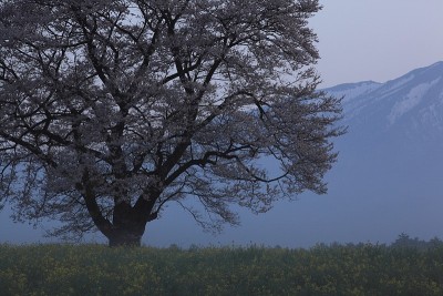 Mt.Iwate和樱花