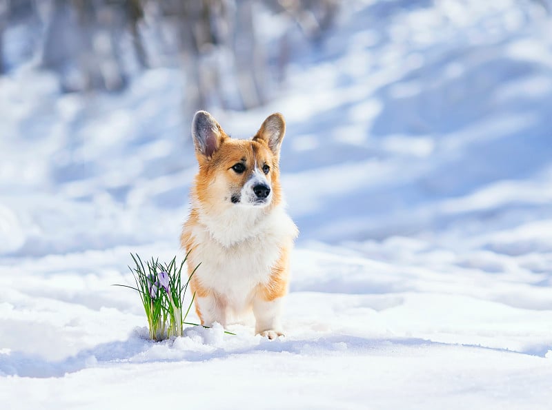 这是春天公园里一只可爱的红色柯基小狗站在白雪中，旁边是盛开的丁香番红花