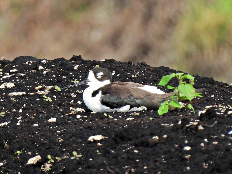 黑颈高跷(Himantopus mexicanus)睡在一堆泥土上