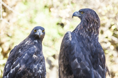 一对伊比利亚金雕或Aquila chrysaetos，西班牙卡塞雷斯