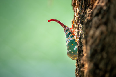 Fulgorid bug,灰飞虱