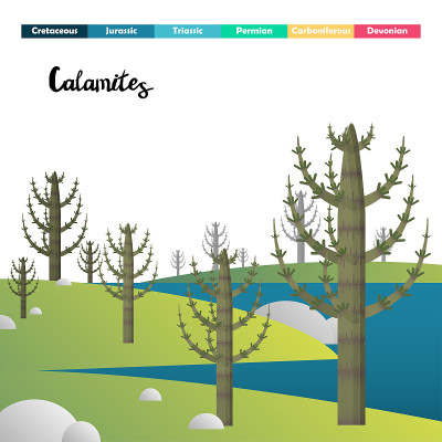 Calamites