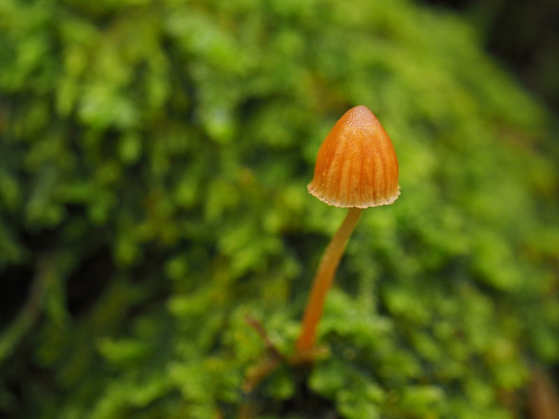 青苔林中的蘑菇。