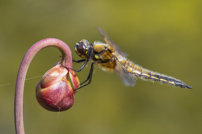 四斑点追逐者(Libellula quadrimaculata)