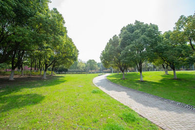 城市公园的绿地和树林
