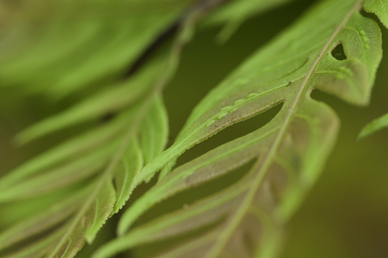 小蕨芽的微距照片，有选择焦点