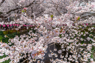 日本东京目黑河的樱花盛开季节