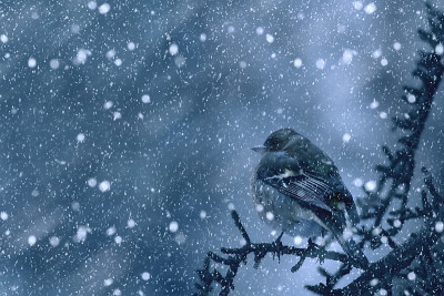 冬季和鸟类。雪下降。白色蓝色的自然背景。