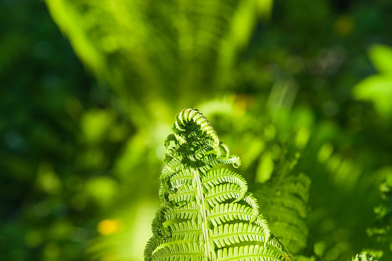 春天森林里的蕨类草的细节