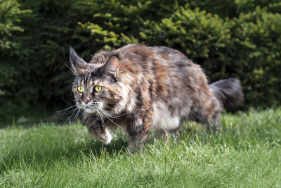 大缅因猫正在打猎。