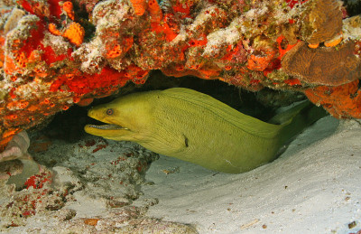 墨西哥科苏梅尔的绿色海鳗(Gymnothorax funebris)