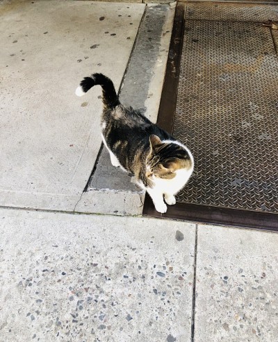 纽约人行道上的猫