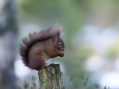 红松鼠，Sciurus vulgaris