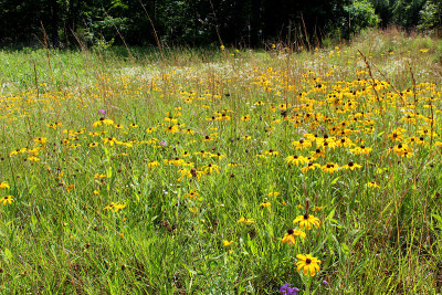 黑眼苏珊野花，Rudbeckia hirta，野花在美国中西部