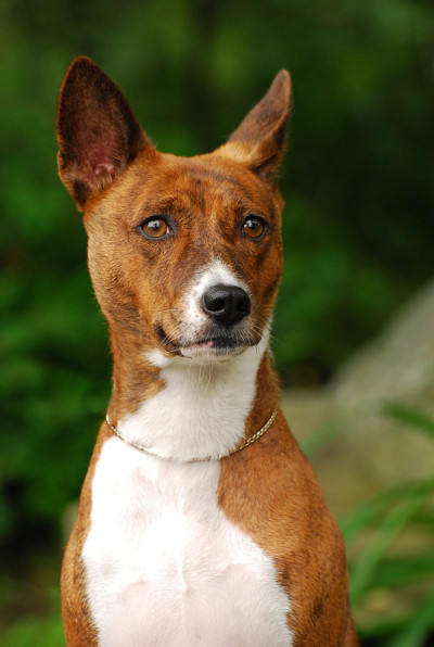 老虎颜色的Basenji犬
