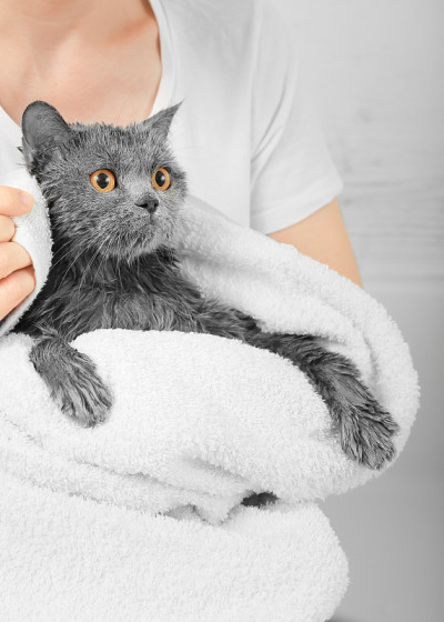 猫洗澡