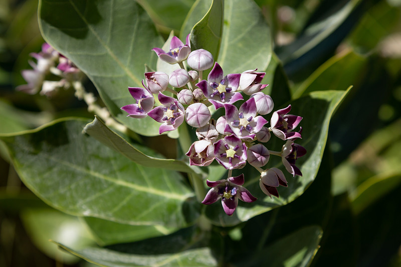 开花的Calotropis procera(有时被称为所多玛的苹果)在阿曼的巴尼哈立德河