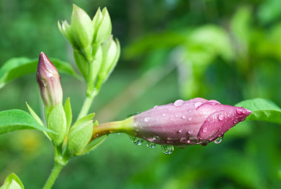 黄蔓花