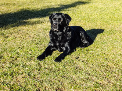 黑色的拉布拉多寻回犬