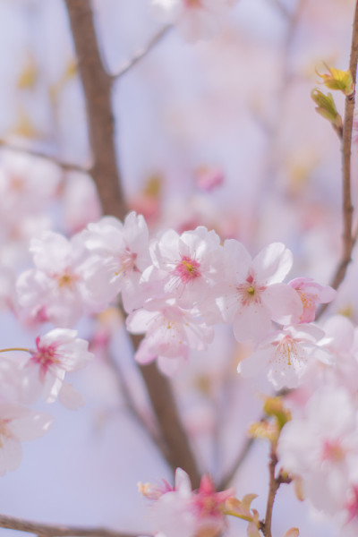 公园里的樱花盛开