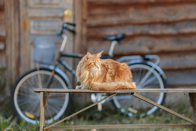 一只美丽的红猫缅因州猫(美国森林猫)坐在一个旧谷仓和一辆自行车的背景下。
