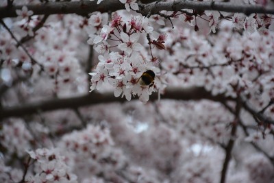 樱花的树。