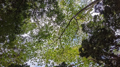 墨西哥森林树叶(图6)