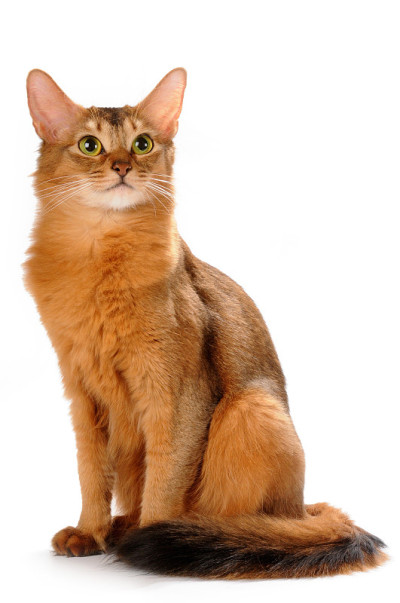 索马里猫孤立地坐在白色背景上
