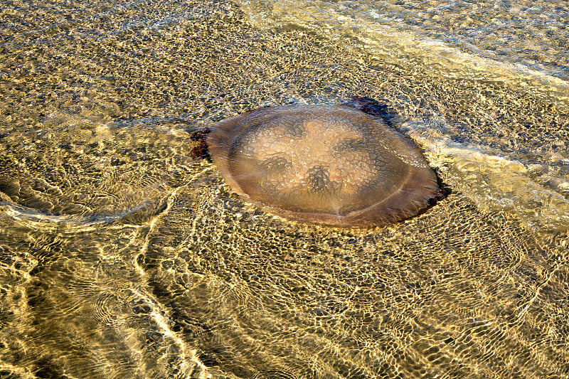 海蜇图案的海水在海滩上。