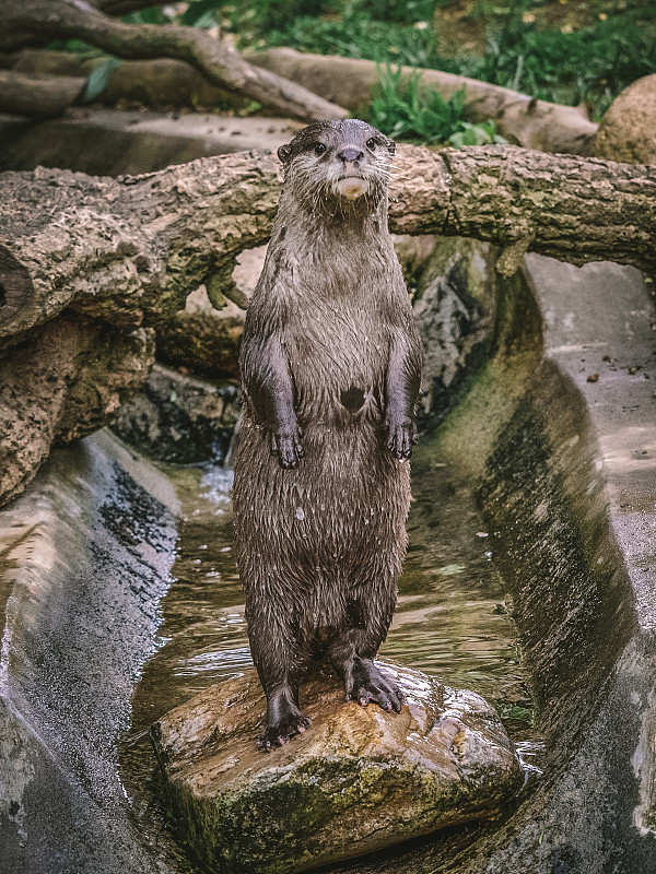 水獭