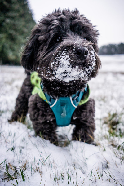 黑色哈瓦斯犬，口鼻上有雪